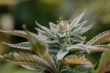 Medical quality cannabis flower