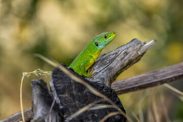 Green lizard (Lacerta bilineata) on a burnt wood pile