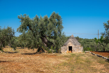 Ogromne drzewo oliwne rosnące obok Trullo- kamiennego domku dla rolników - obrazy, fototapety, plakaty