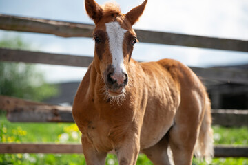 portrait of  sorrel foal of sportive breed walking in paddock. close up.