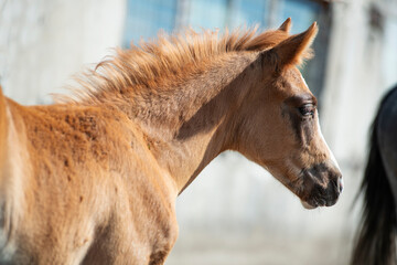 portrait of  sorrel foal of sportive breed near stable. close up.