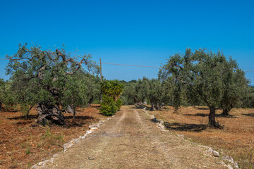 gruntowa polna droga biegnąca przez gaj oliwny