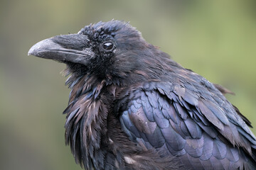 Detail shot of big raven with rgeen background in Canadian Rockies. Corvus Corax in Jasper National Park, Alberta