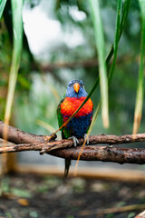 red and green parrot