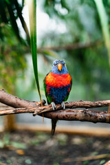 rainbow lorikeet parrot