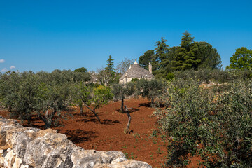 Tradycyjny, kamienny domek Truło stojący pośród młodych drzew oliwnych - obrazy, fototapety, plakaty