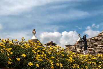 małe złote kwiaty polne na tle kamiennych dachów w Arbelobello