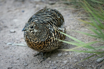 Spruce grouse, Canada grouse, spruce hen or fool hen female on a dirty ground of Glacier National Park, Montana, USA. Birds of North America.