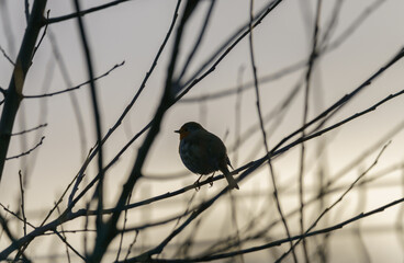 bird on a branch