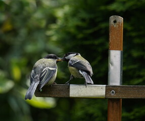 great tits in the garden,kohlmeisen im garten