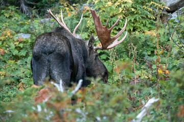 Moose bull with huge antlers walking through a thick bush in the woods of Glacier National Park, Montana, USA. Majestic Alces americanus in its natural habitat of American Rockies.
