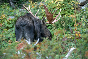 Moose bull with huge antlers walking through a thick bush in the woods of Glacier National Park,...