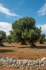 Bardzo stare, zdrowe drzewo oliwne rosnące w gaju oliwnym na południu Włoch - obrazy, fototapety, plakaty