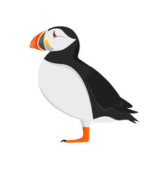 Atlantic puffin in profile isolated on a white background - obrazy, fototapety, plakaty