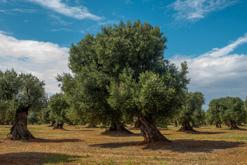 stare drzewa oliwne