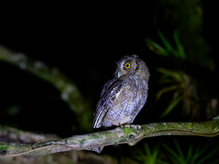 Tropical Screech Owl standing on tree branch at night