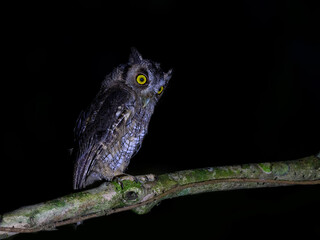 Tropical Screech Owl standing on tree branch at night