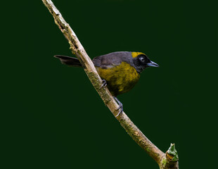 Dusky-faced Tanager perched on stick on green background