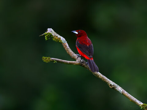 Crimson-backed Tanager perched on a tree branch on green background
