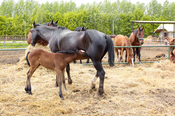A mare with a foal on the farm