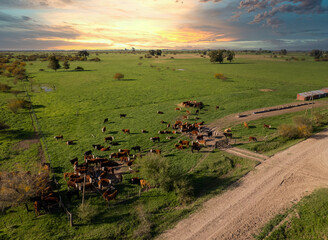 Aerial view of a beautiful sunset in a field of Buenos Aires, Argentina. cows graze on it while the sun hides on the horizon.
