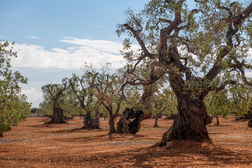 stare, chore drzewa oliwne. Panującą na południu Włoch choroba niszczy uprawy zabijając drzewa