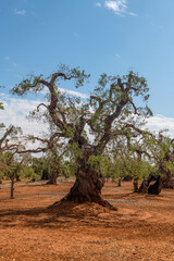 drzewo oliwne chore na bakterie zjadającą liście 