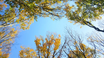 autumn leaves against blue sky