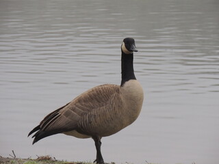 Canadian Goose