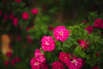 Wildflowers growing in the forest in Ontario, Canada.