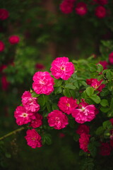 Wildflowers growing in the forest in Ontario, Canada.