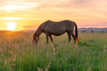 Horse on the field grass on sunset 