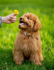 A dog of toy poodle breed on a walk. Pets. Summer.