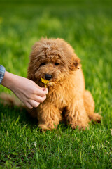 Fototapeta premium A dog of toy poodle breed on a walk. Pets. Summer.