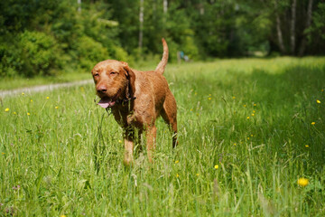 14-month-old Magyar Vizsla wirehaired male Oskar is having fun playing in the meadow.