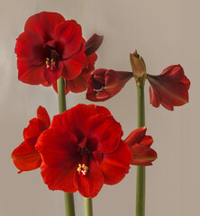 Blooming   three hippeastrum (amaryllis) "Royal Red"