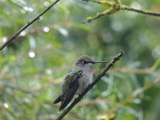 hummingbird