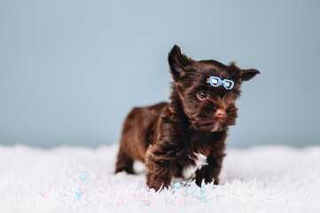 Little Yorkshire Terrier Puppy with Blue Glasses Clip. Puppy Boy Stands Alone On Blue Background.