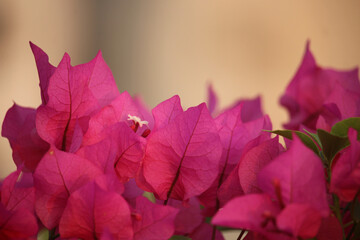On the roof, beautiful pink flowers are blooming in the flower trees