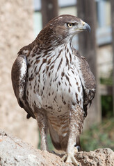 Bonellis eagle or Aquila fasciata