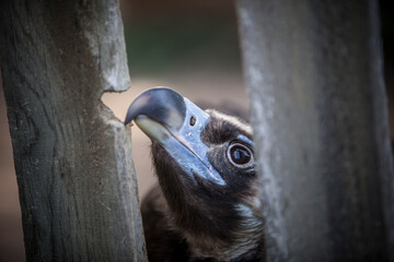 Cinereous vulture biting a wooden fence