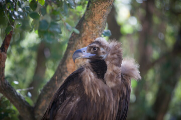 Cinereous vulture perched in forest