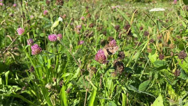 Silver Y Moth (Autographa gamma) moving around on pink flower in Zurich, Switzerland