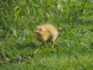 Baby Duck