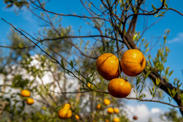 dojrzewające w słońcu mandarynki gotowe do zerwania
