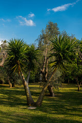 przepiękna palma rosnącą w egzotycznym ogrodzie - obrazy, fototapety, plakaty