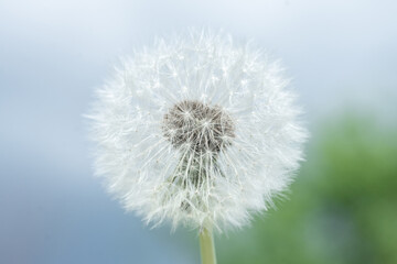 Dandelion seed pod in a beautiful background.