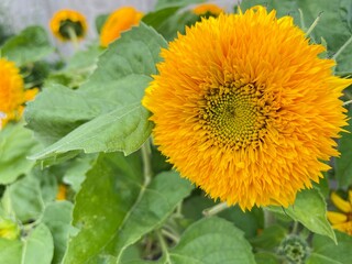 yellow flowers in the garden