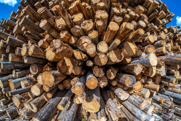 Big pile of felled trees