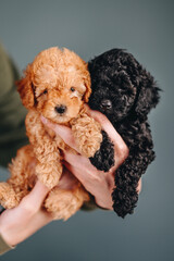 Two Little Toy Poodle Puppies. Red and Black Poodle on a Blue Background.